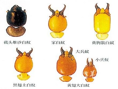 盐步预防白蚁公司散白蚁和家白蚁的区别