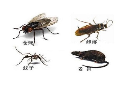 丹灶专业杀虫中心提醒您有效的虫害防治还是在于防