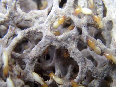 里水灭白蚁中心——怎么样才能完全消灭白蚁