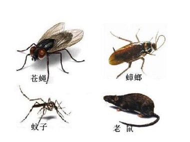 桂城除四害中心：四害是哪四害？怎么消灭四害