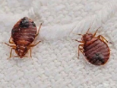 里水害虫防控公司——家里有臭虫怎么办