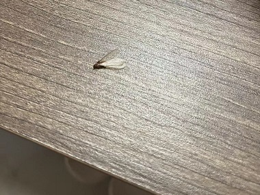 狮山上门灭白蚁公司发现长翅白蚁，务必提高警惕