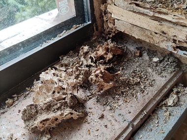 盐步白蚁消杀所房屋建筑内排查有没有白蚁巢的方法